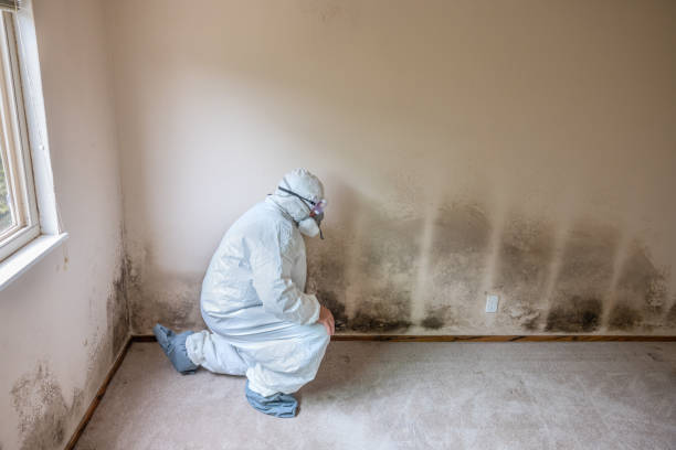 Best Certified Mold Removal  in Rogersville, MO