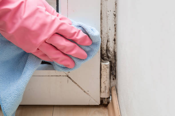 Mold Removal Process in Rogersville, MO